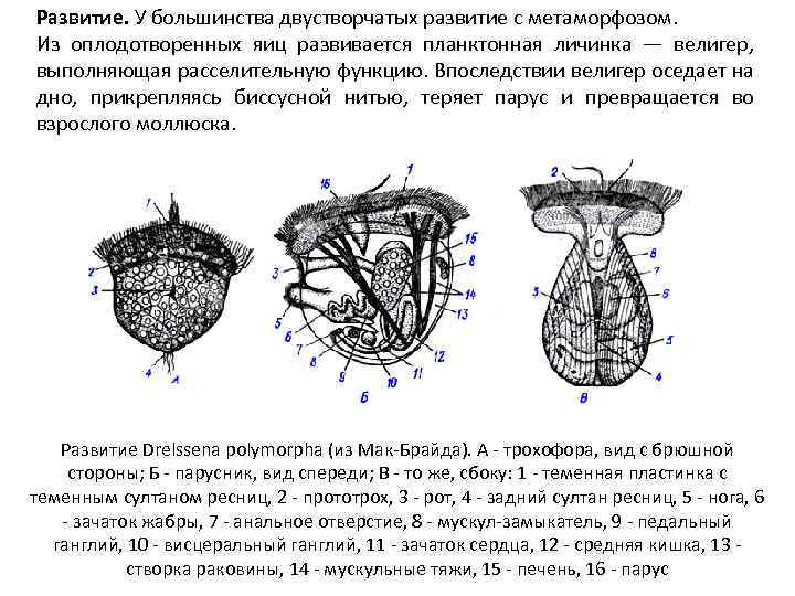 Развитие. У большинства двустворчатых развитие с метаморфозом. Из оплодотворенных яиц развивается планктонная личинка —