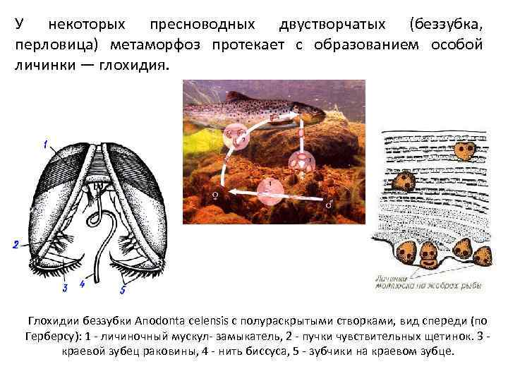 Мидия развитие с метаморфозом или прямое. Глохидии беззубки. Моллюски глохидии. Глохидии личинки беззубки. Личинки беззубок паразитируют на рыбах.