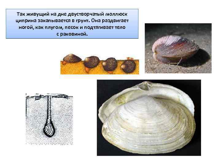 Так живущий на дне двустворчатый моллюск циприна закапывается в грунт. Она раздвигает ногой, как