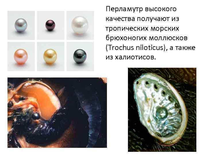 Перламутр высокого качества получают из тропических морских брюхоногих моллюсков (Trochus niloticus), а также из