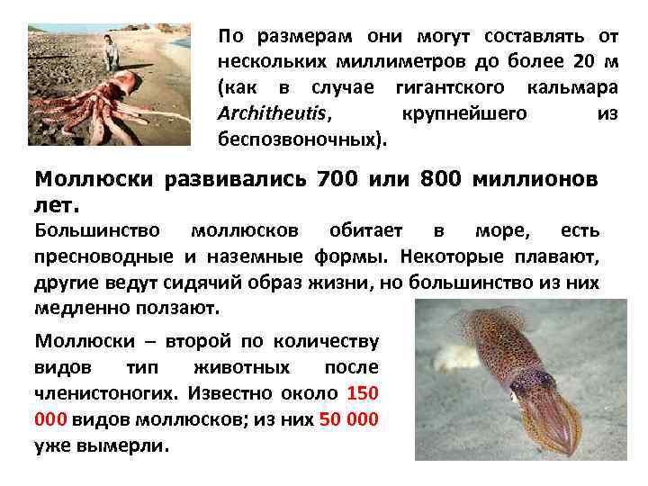 По размерам они могут составлять от нескольких миллиметров до более 20 м (как в