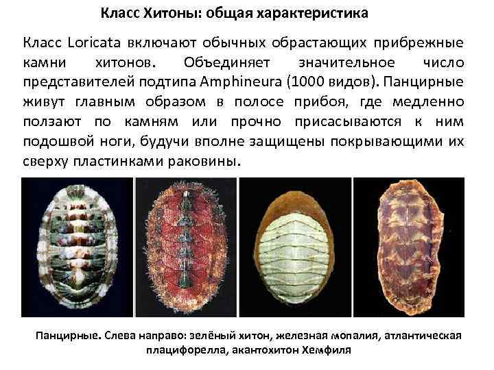 Класс Хитоны: общая характеристика Класс Loricata включают обычных обрастающих прибрежные камни хитонов. Объединяет значительное