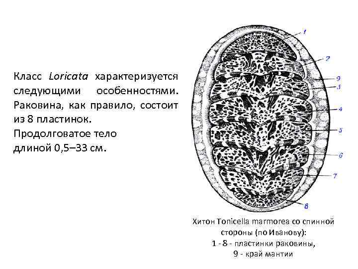 Класс Loricata характеризуется следующими особенностями. Раковина, как правило, состоит из 8 пластинок. Продолговатое тело