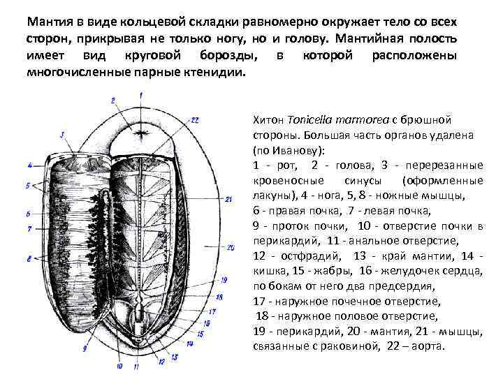 Мантия в виде кольцевой складки равномерно окружает тело со всех сторон, прикрывая не только