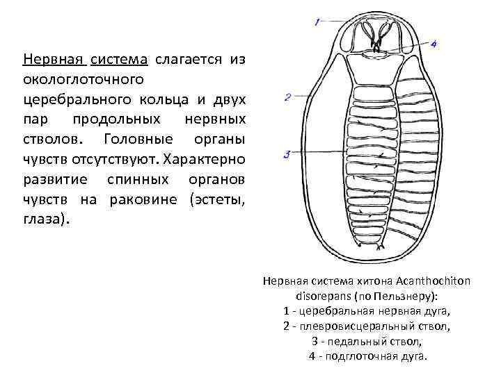 Окологлоточное нервное кольцо система