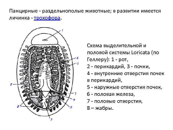 Панцирные - раздельнополые животные; в развитии имеется личинка - трохофора. Схема выделительной и половой