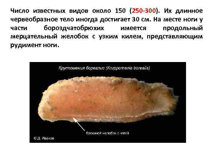 Число известных видов около 150 (250 -300). Их длинное червеобразное тело иногда достигает 30
