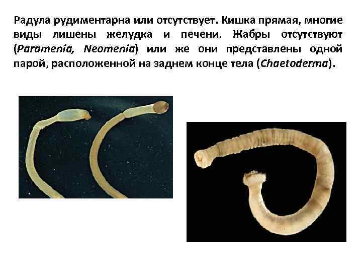 Радула рудиментарна или отсутствует. Кишка прямая, многие виды лишены желудка и печени. Жабры отсутствуют