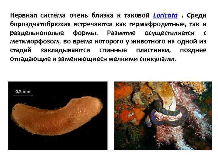 Нервная система очень близка к таковой Loricata . Среди бороздчатобрюхих встречаются как гермафродитные, так