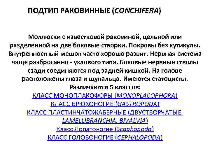 ПОДТИП РАКОВИННЫЕ (CONCHIFERA) Моллюски с известковой раковиной, цельной или разделенной на две боковые створки.