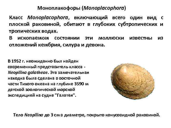 Моноплакофоры (Monoplacophora) Класс Monoplacophora, включающий всего один вид с плоской раковиной, обитают в глубоких