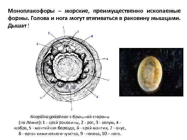 Моноплакофоры – морские, преимущественно ископаемые формы. Голова и нога могут втягиваться в раковину мышцами.