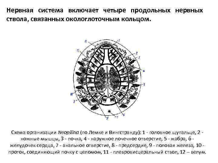 Нервная система включает четыре продольных нервных ствола, связанных окологлоточным кольцом. Схема организации Neopilina (по