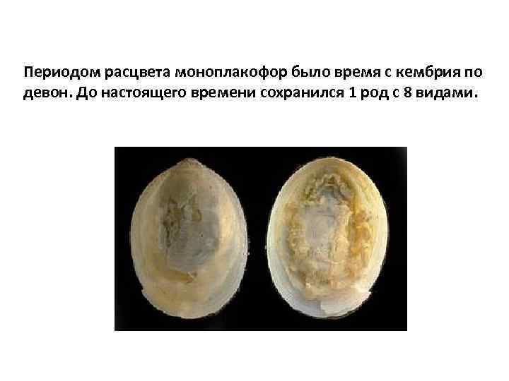 Периодом расцвета моноплакофор было время с кембрия по девон. До настоящего времени сохранился 1