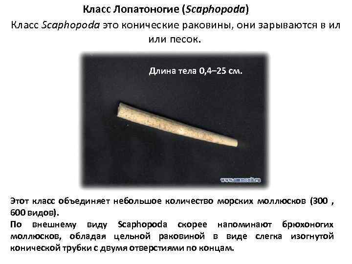 Класс Лопатоногие (Scaphopoda) Класс Scaphopoda это конические раковины, они зарываются в ил или песок.