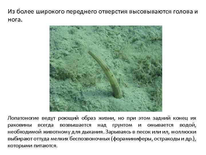Из более широкого переднего отверстия высовываются голова и нога. Лопатоногие ведут роющий образ жизни,