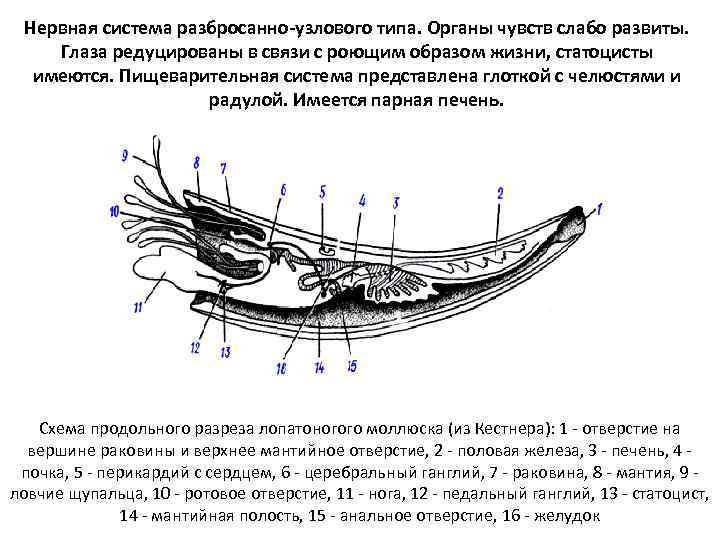 Нервная система разбросанно-узлового типа. Органы чувств слабо развиты. Глаза редуцированы в связи с роющим