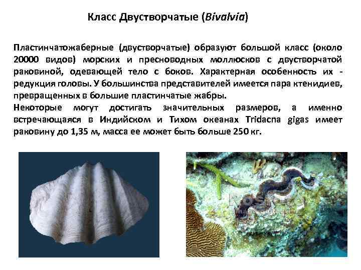 Класс Двустворчатые (Bivalvia) Пластинчатожаберные (двустворчатые) образуют большой класс (около 20000 видов) морских и пресноводных
