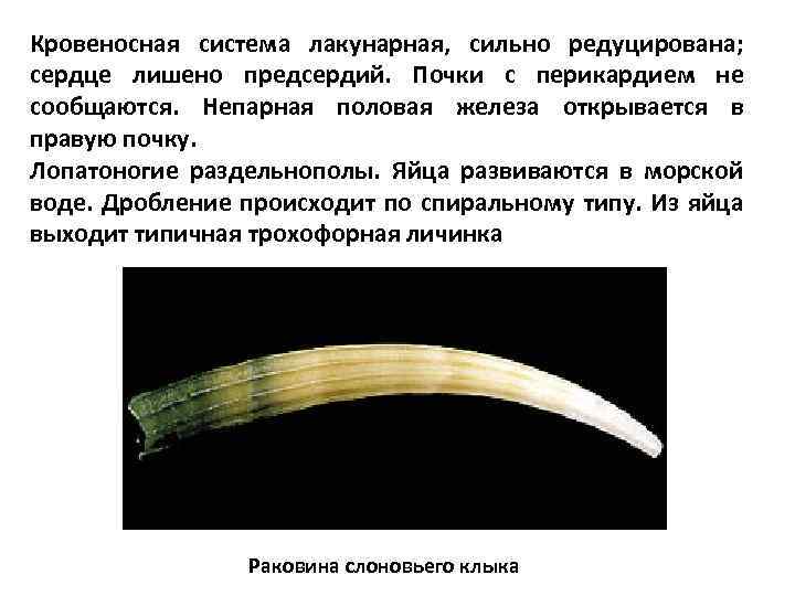 Кровеносная система лакунарная, сильно редуцирована; сердце лишено предсердий. Почки с перикардием не сообщаются. Непарная