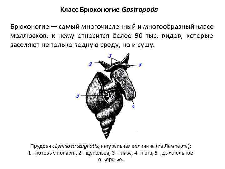 Класс Брюхоногие Gastropoda Брюхоногие — самый многочисленный и многообразный класс моллюсков. к нему относится