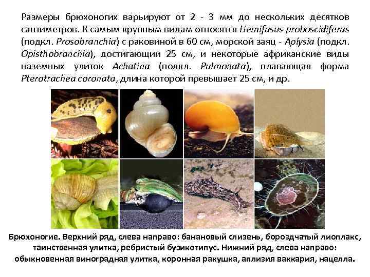 Размеры брюхоногих варьируют от 2 - 3 мм до нескольких десятков сантиметров. К самым