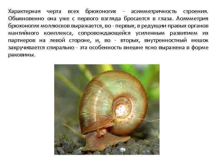 Характерная черта всех брюхоногих - асимметричность строения. Обыкновенно она уже с первого взгляда бросается