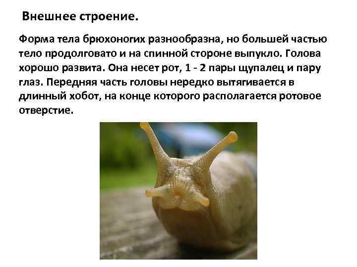 Внешнее строение. Форма тела брюхоногих разнообразна, но большей частью тело продолговато и на спинной