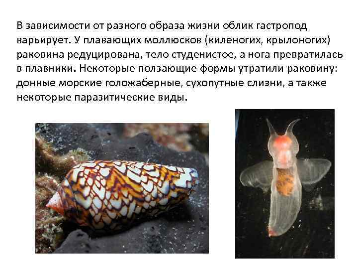В зависимости от разного образа жизни облик гастропод варьирует. У плавающих моллюсков (киленогих, крылоногих)