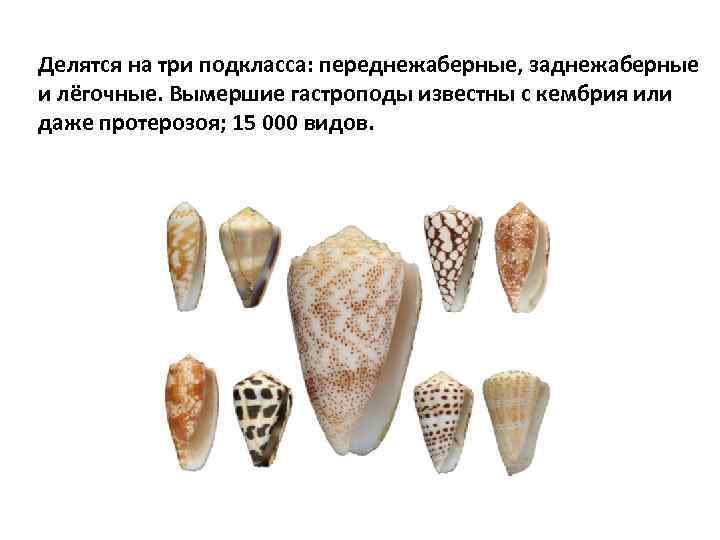 Делятся на три подкласса: переднежаберные, заднежаберные и лёгочные. Вымершие гастроподы известны с кембрия или