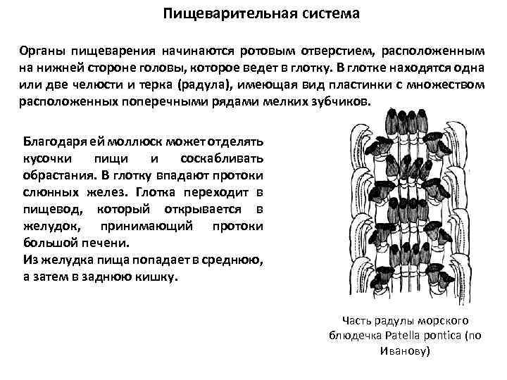 Пищеварительная система Органы пищеварения начинаются ротовым отверстием, расположенным на нижней стороне головы, которое ведет