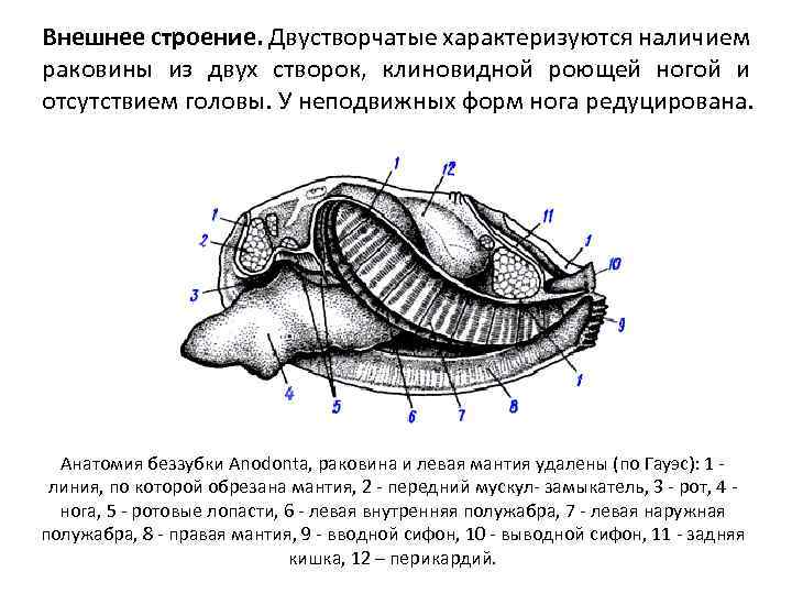 Внешнее строение. Двустворчатые характеризуются наличием раковины из двух створок, клиновидной роющей ногой и отсутствием