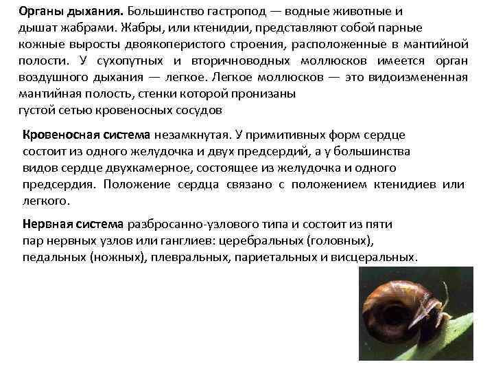 Органы дыхания. Большинство гастропод — водные животные и дышат жабрами. Жабры, или ктенидии, представляют