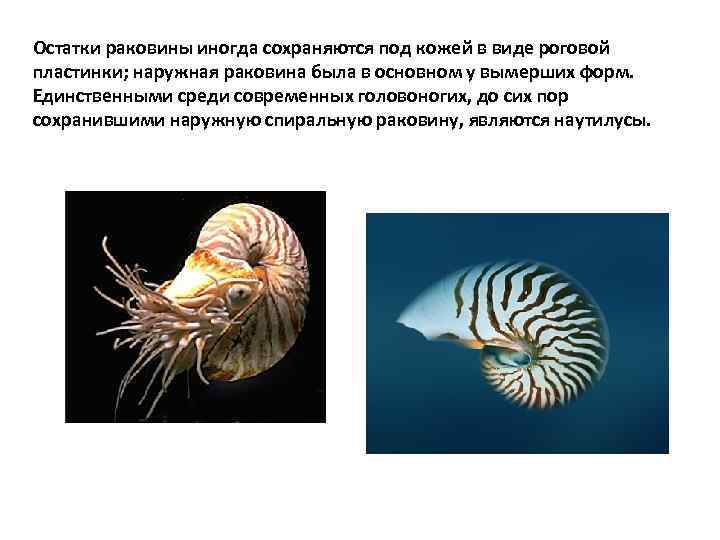 Остатки раковины иногда сохраняются под кожей в виде роговой пластинки; наружная раковина была в