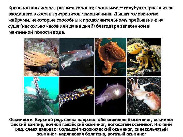 Кровеносная система развита хорошо; кровь имеет голубую окраску из-за входящего в состав эритроцитов гемоцианина.