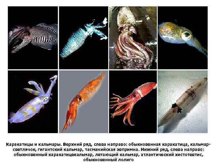 Каракатицы и кальмары. Верхний ряд, слева направо: обыкновенная каракатица, кальмарсветлячок, гигантский кальмар, тасманийская эвпримна.