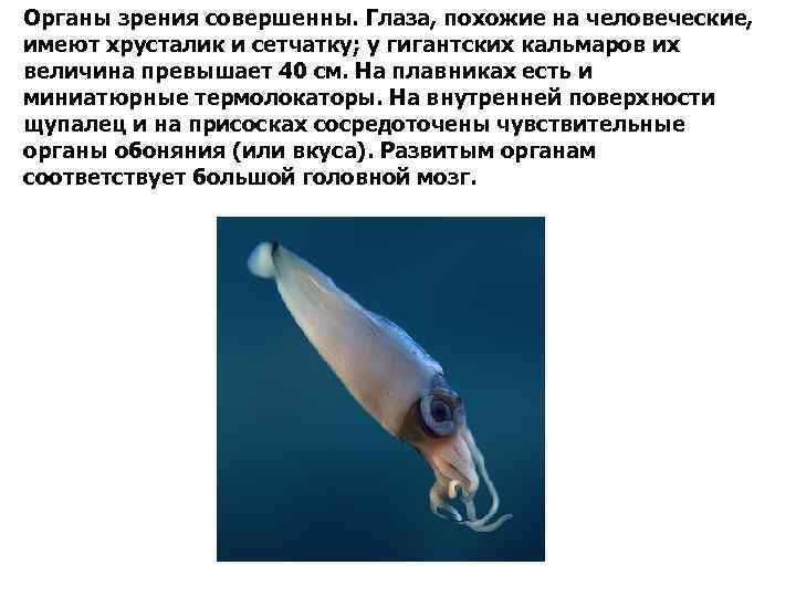 Органы зрения совершенны. Глаза, похожие на человеческие, имеют хрусталик и сетчатку; у гигантских кальмаров