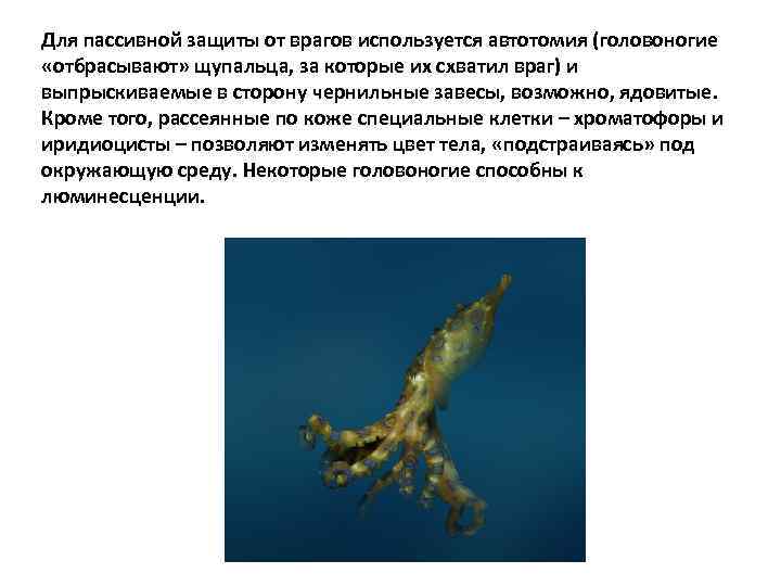 Для пассивной защиты от врагов используется автотомия (головоногие «отбрасывают» щупальца, за которые их схватил