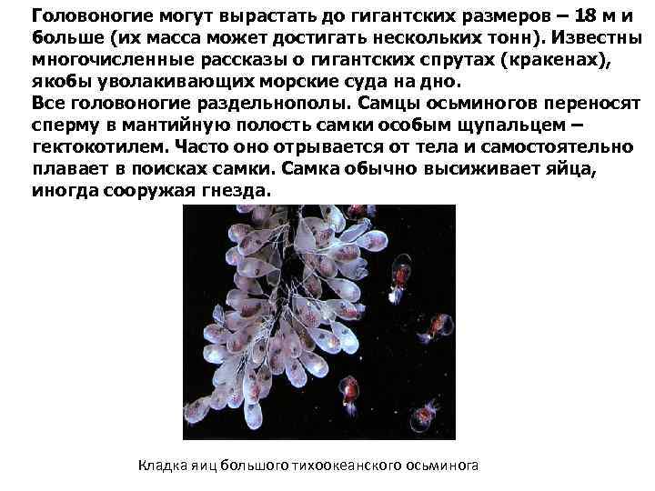 Головоногие могут вырастать до гигантcких размеров – 18 м и больше (их масса может