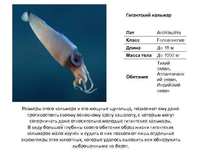Гигантский кальмар Лат Architeuthis Класс Головоногие Длина До 18 м Масса тела До 1000