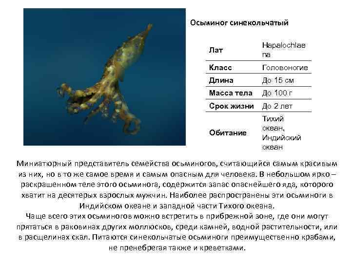 Осьминог синекольчатый Лат Hapalochlae na Класс Головоногие Длина До 15 см Масса тела До