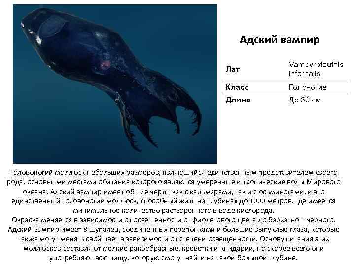 Адский вампир Лат Vampyroteuthis infernalis Класс Голоногие Длина До 30 см Головоногий моллюск небольших