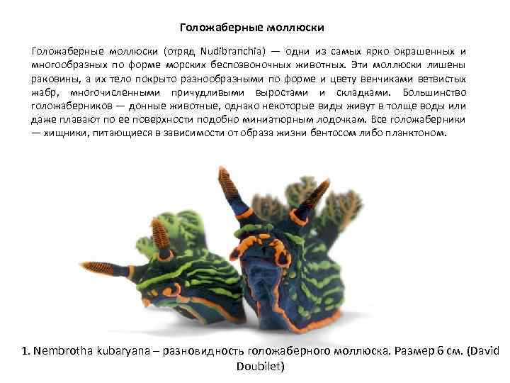 Голожаберные моллюски (отряд Nudibranchia) — одни из самых ярко окрашенных и многообразных по форме