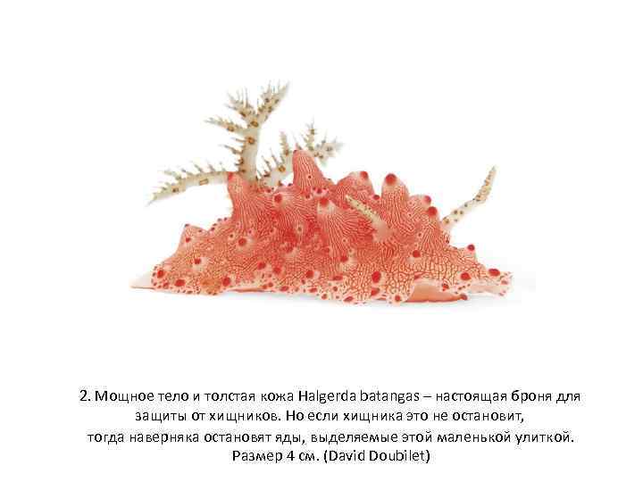 2. Мощное тело и толстая кожа Halgerda batangas – настоящая броня для защиты от