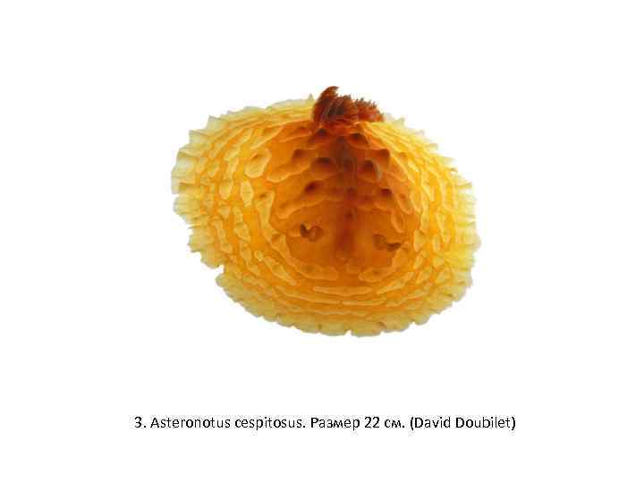 3. Asteronotus cespitosus. Размер 22 см. (David Doubilet) 