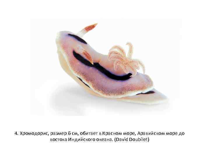 4. Хромодорис, размер 6 см, обитает в Красном море, Аравийском море до востока Индийского