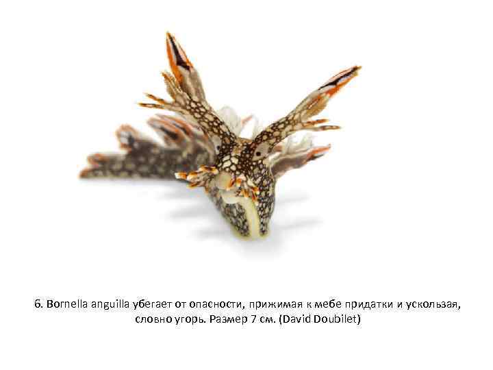 6. Bornella anguilla убегает от опасности, прижимая к мебе придатки и ускользая, словно угорь.