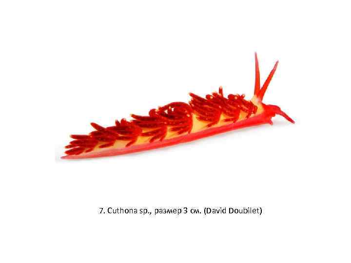 7. Cuthona sp. , размер 3 см. (David Doubilet) 