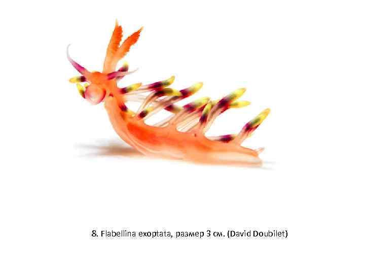 8. Flabellina exoptata, размер 3 см. (David Doubilet) 