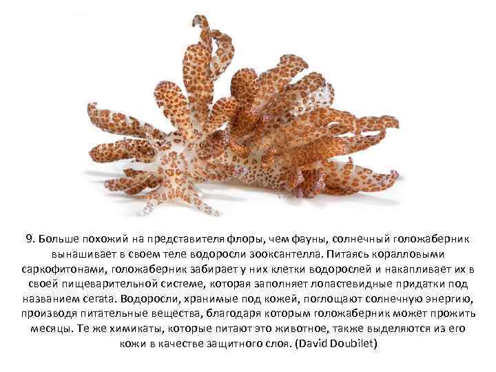 9. Больше похожий на представителя флоры, чем фауны, солнечный голожаберник вынашивает в своем теле