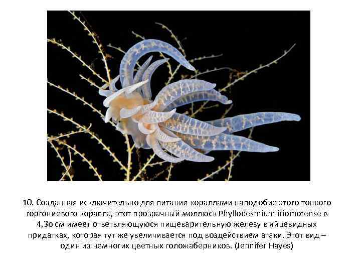 10. Созданная исключительно для питания кораллами наподобие этого тонкого горгониевого коралла, этот прозрачный моллюск